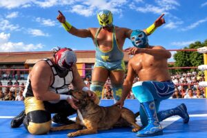 Perrito en ring